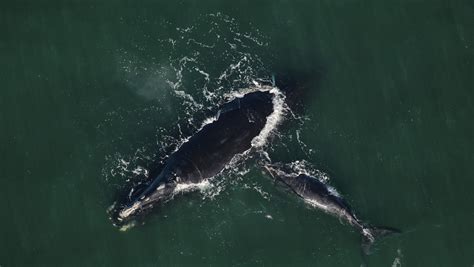 right whale calf births 2022